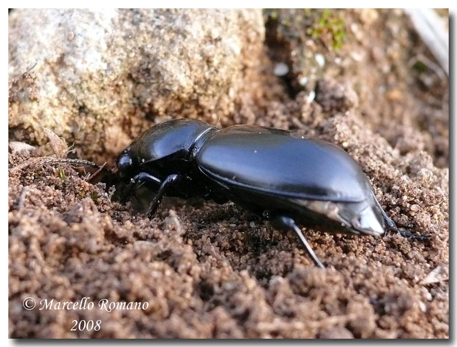 Un bel Carabide siculo-maghrebino: Broscus politus